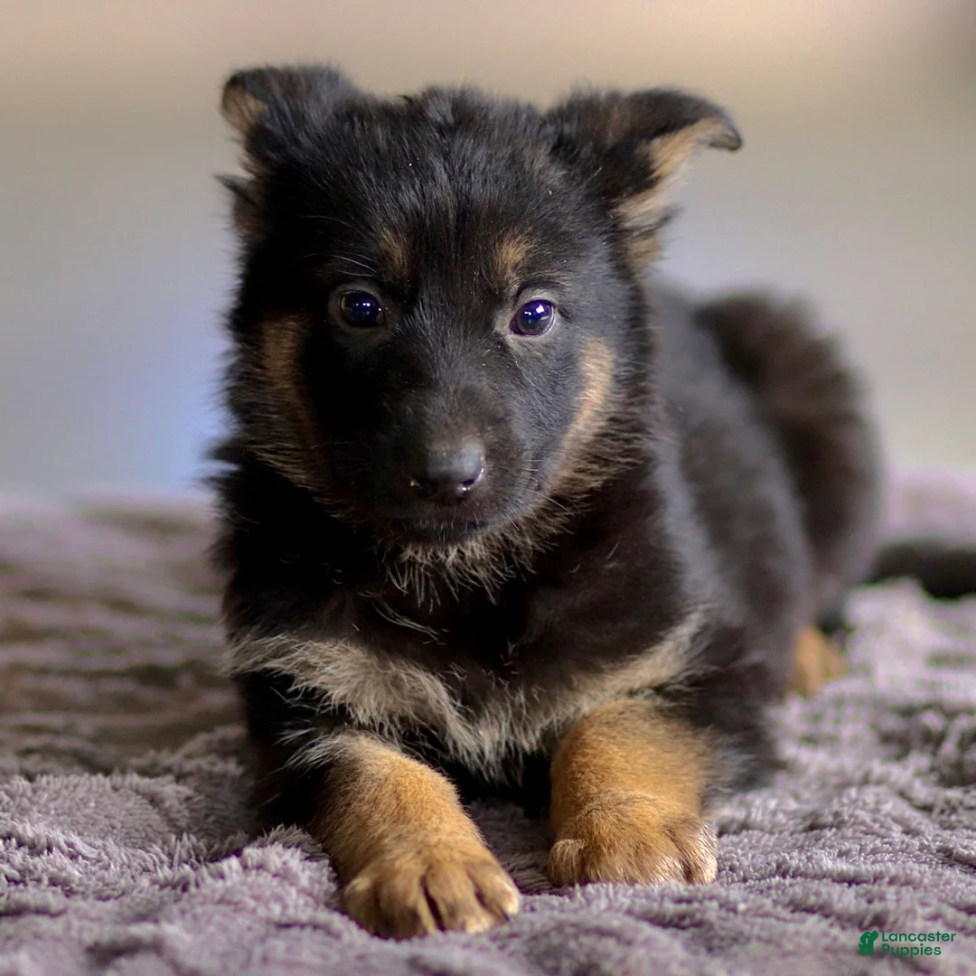 German Shepherd dogs for sale: Greta - Ad 3