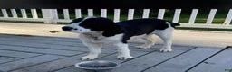 English Springer Spaniel dogs for sale: Caz - Ad 2