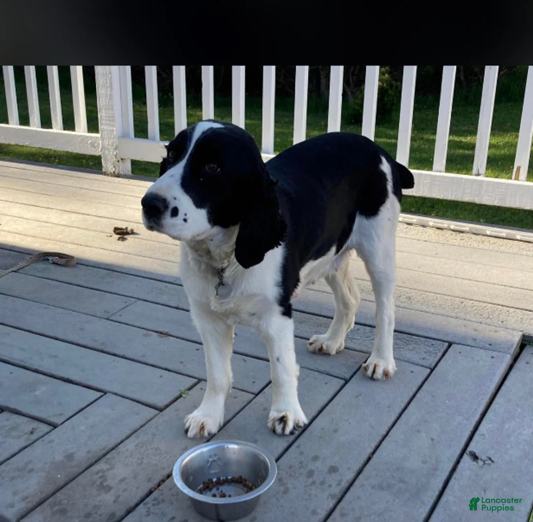 English Springer Spaniel dogs for sale: Caz - Ad 2