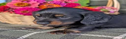 Dachshund dogs for sale: Travis  - Ad 4