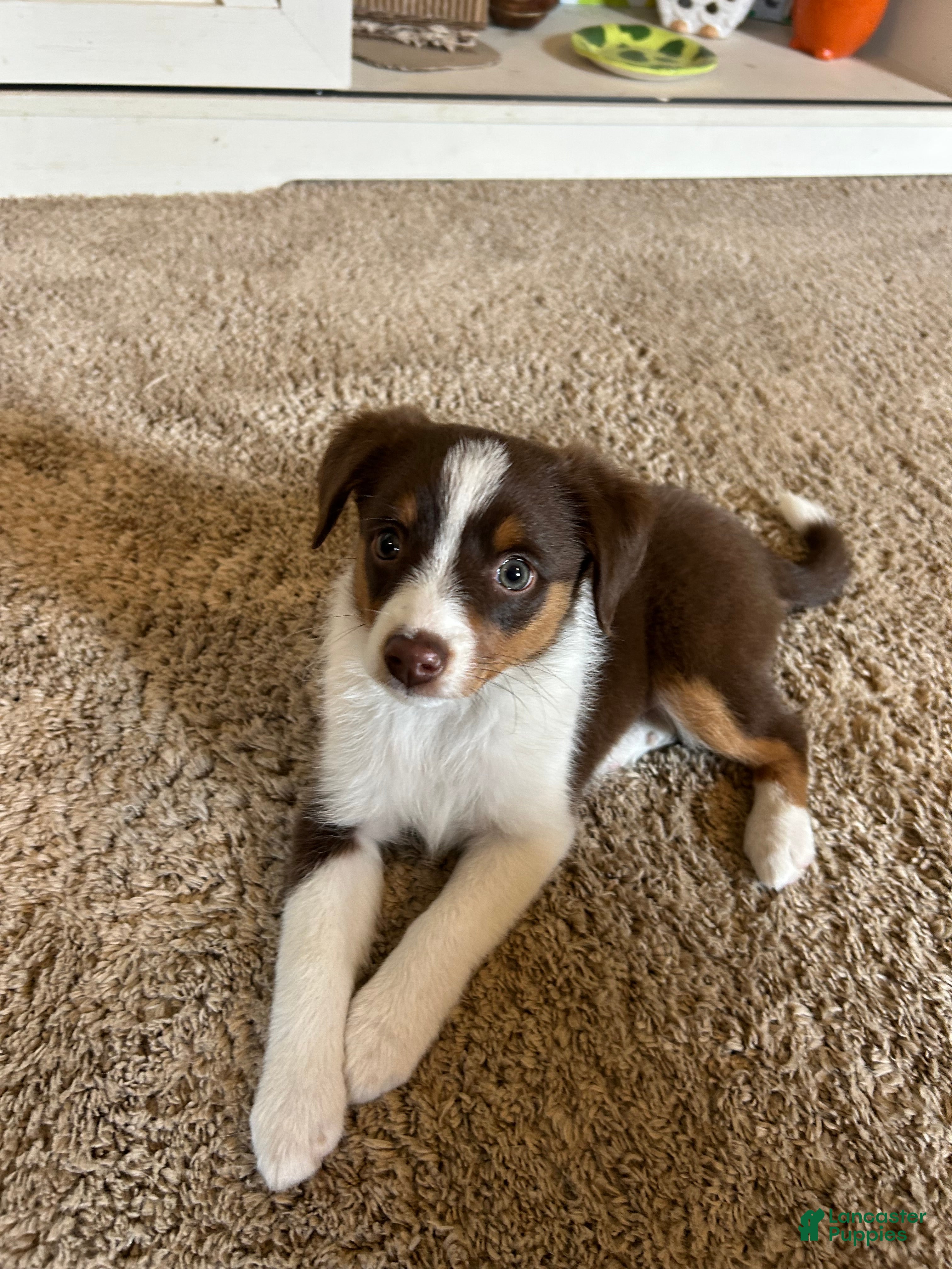 Miniature Australian Shepherd dogs Maxine - Ad 12