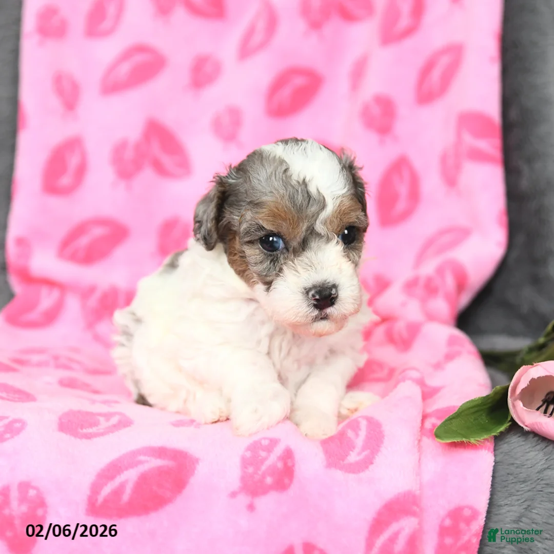 Bichpoo dogs for sale: Diamond - Ad 3