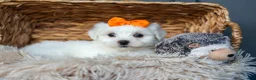 Maltese dogs for sale: PATRICK - Ad 11