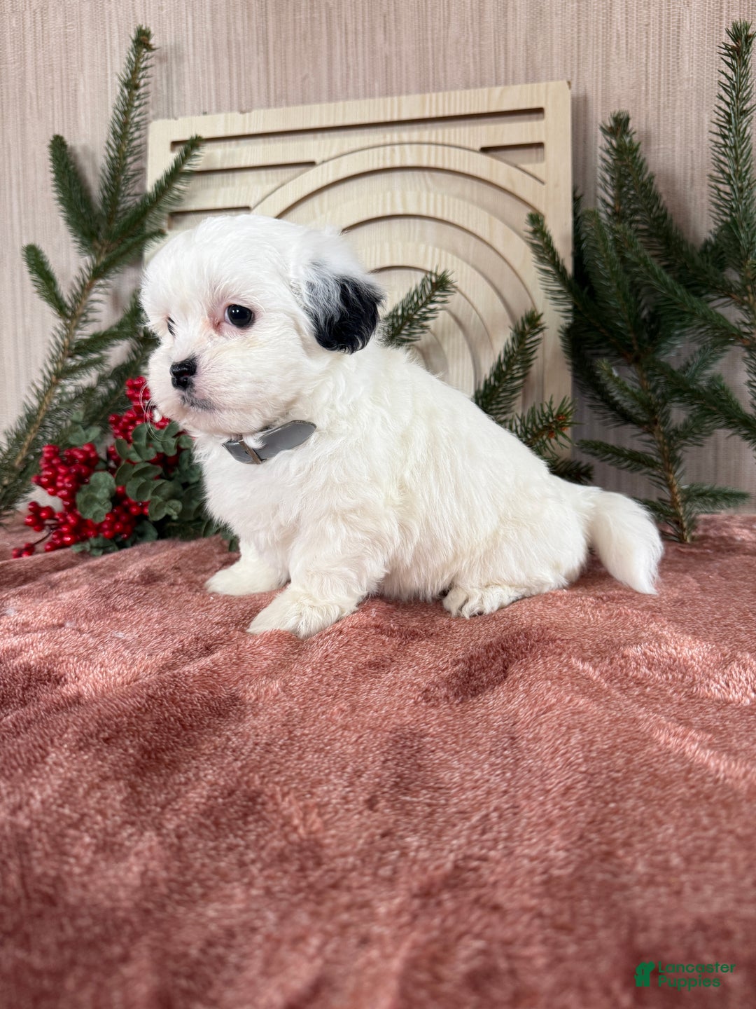 Teddy Bear dogs for sale: Snowy - Ad 1