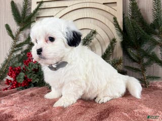 Teddy Bear dogs Snowy - Ad 8
