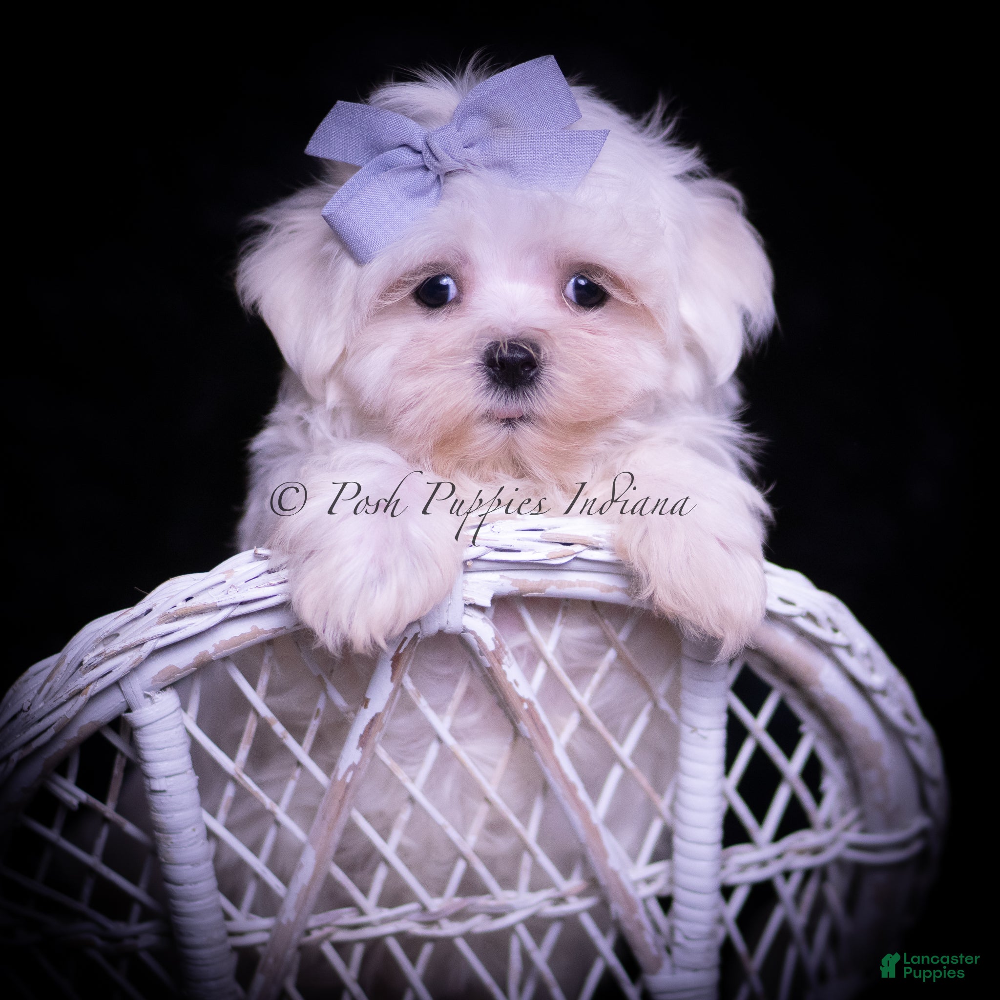 Maltese dogs Riley - Ad 1