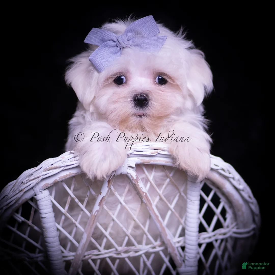 Maltese dogs for sale: Riley - Ad 1