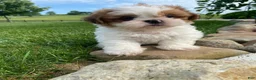 Shih Tzu dogs for sale: Timmy - Ad 3
