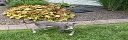 Italian Greyhound dogs for sale: Dannie - Ad 10
