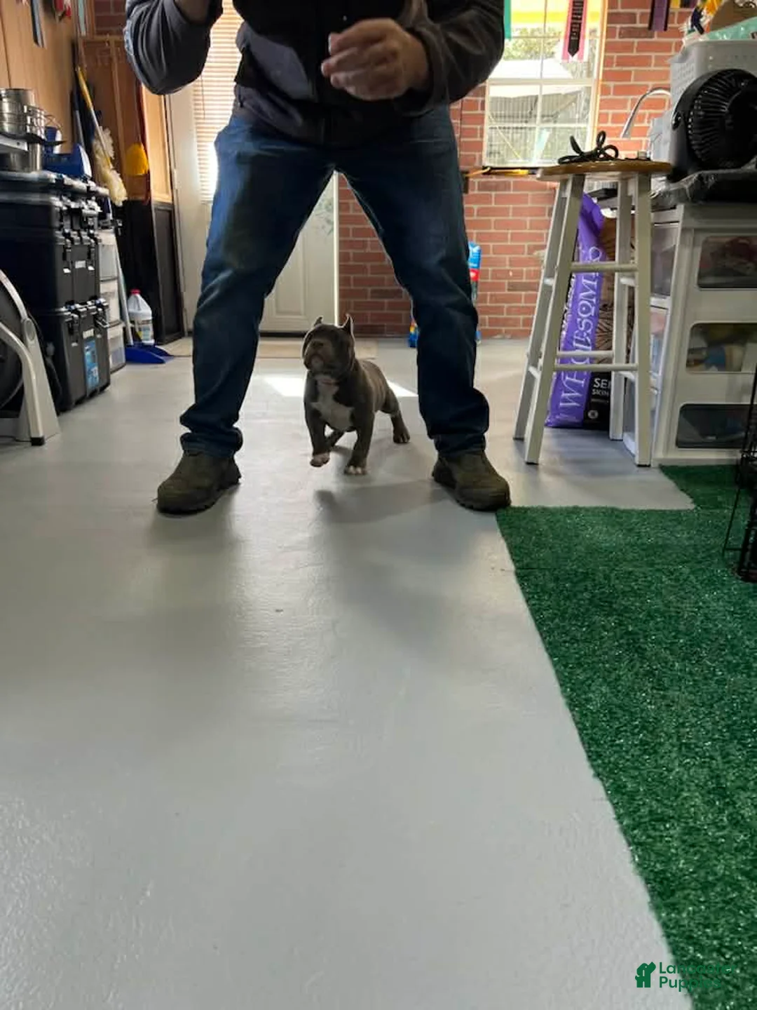 American Bully dogs for sale: American Bully Puppy 2 - Ad 2