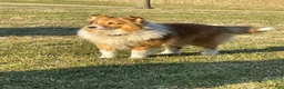 Shetland Sheepdog dogs for sale: Lark - Ad 7