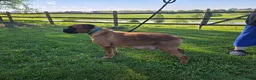 Boxer dogs for sale: Kelli - Ad 6