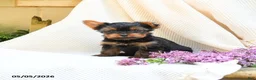 Yorkshire Terrier dogs for sale: Castor - Ad 3