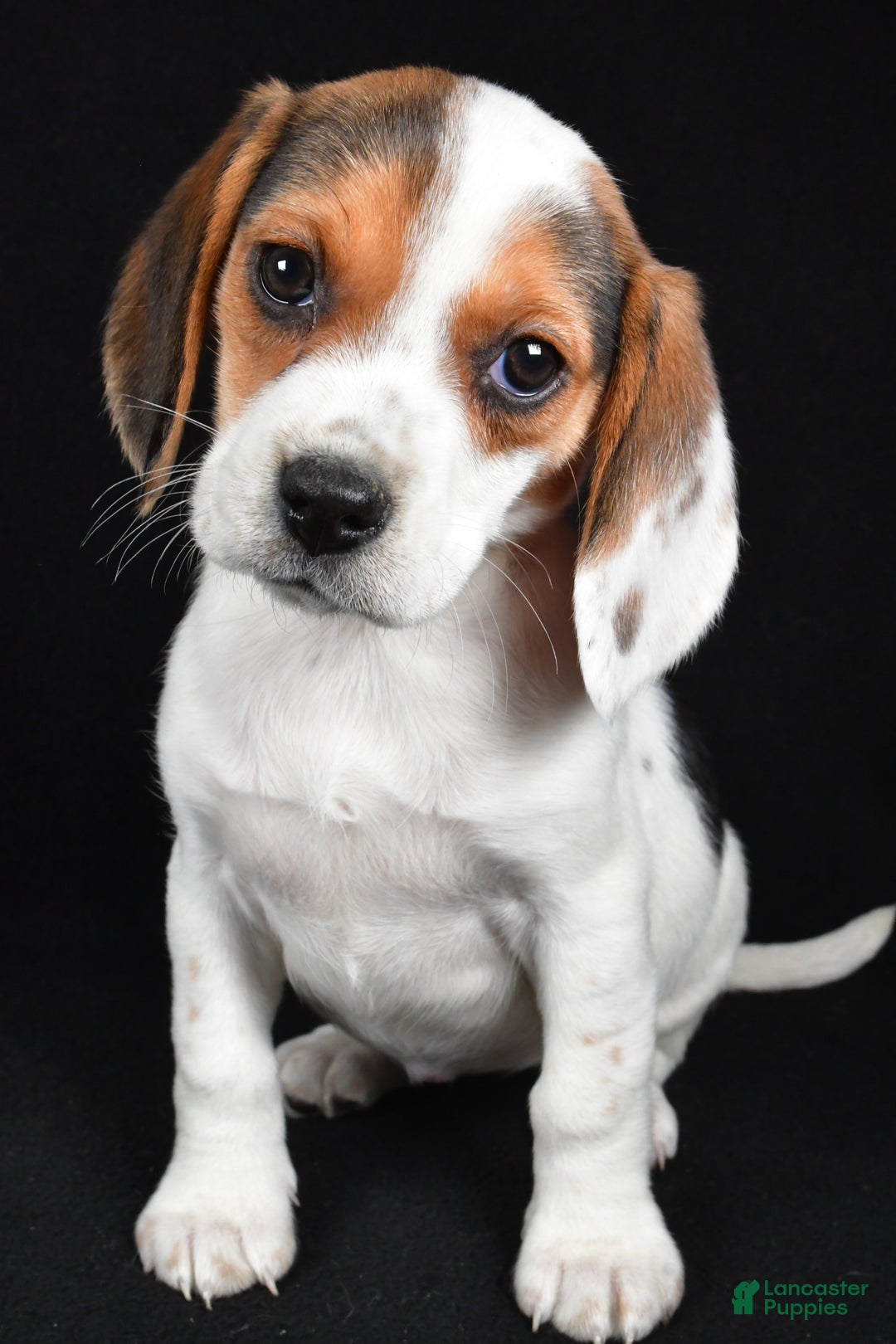 Beagle dogs for sale: Abby - Ad 8