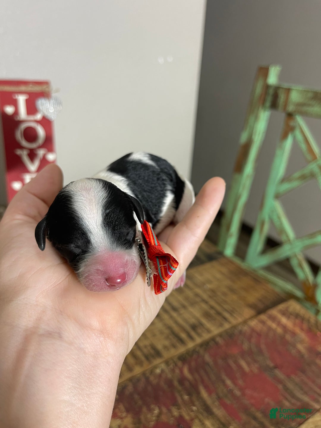 Miniature Poodle dogs for sale: Akc Clear Tri Red Bow - Ad 3