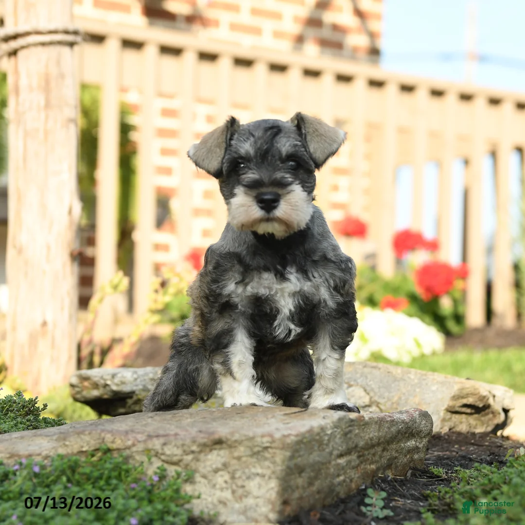 Miniature Schnauzer dogs for sale: Fern - Ad 1