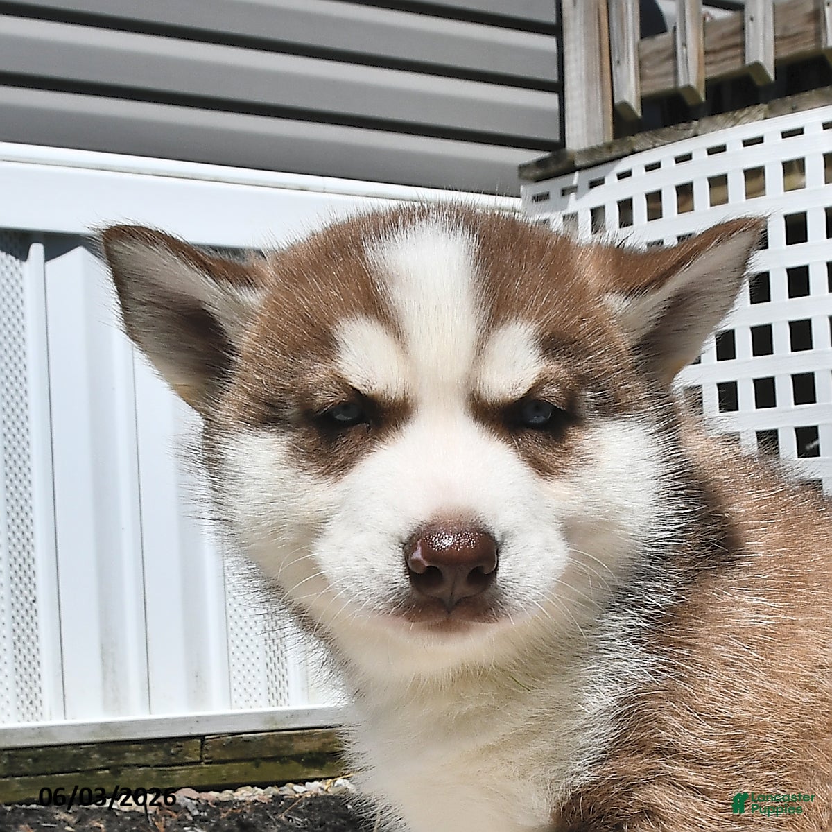 Siberian Husky dogs for sale: Cooper - Ad 4