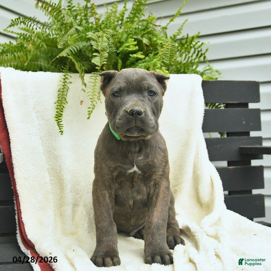 Cane Corso dogs Denver  - Ad 2