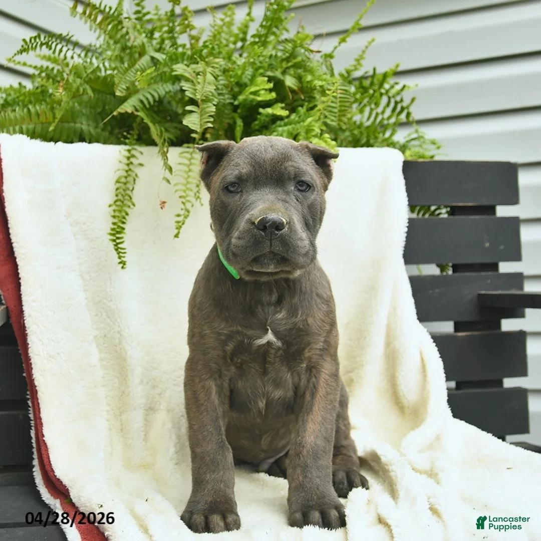 Cane Corso dogs for sale: Denver  - Ad 2