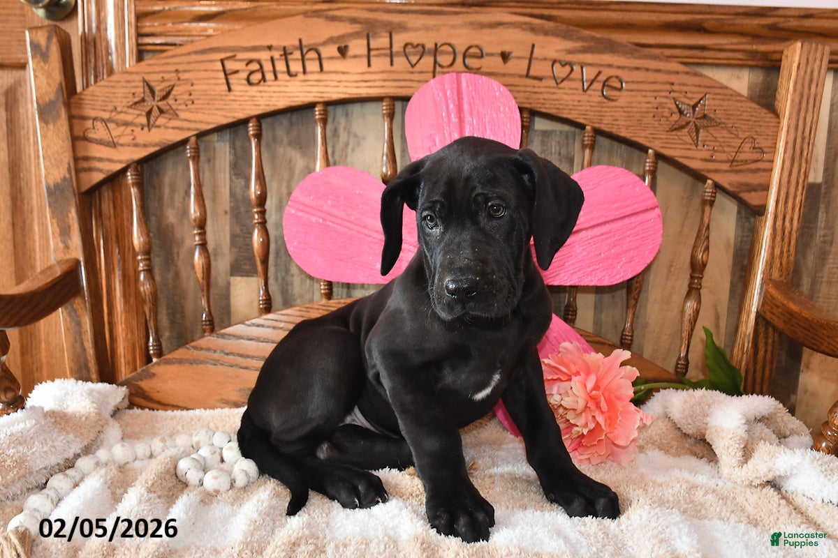 Great Dane dogs Gloria - Ad 2