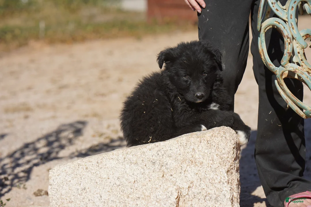 Mixed Breed dogs for sale: Toes F Black - Ad 6