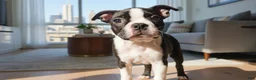 Boston Terrier dogs for sale: Izza Belle  - Ad 4