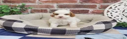 Cavapoo dogs for sale: Biscuit - Ad 4