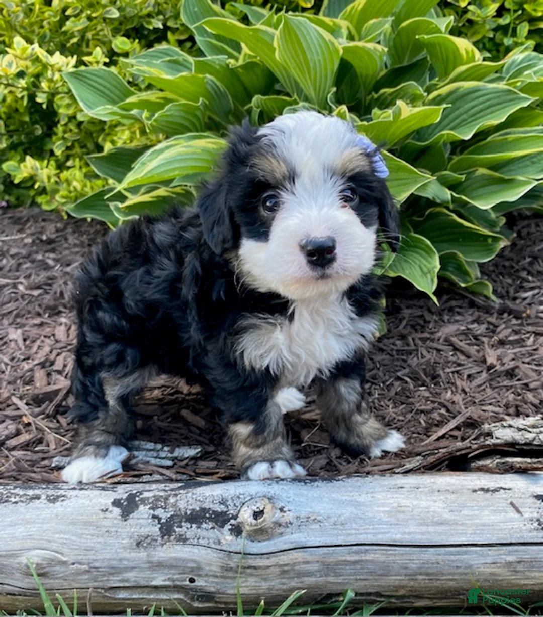 Mini Bernedoodle dogs for sale: Willow - Ad 2