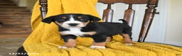 Greater Swiss Mountain Dog dogs for sale: Vanilla - Ad 3