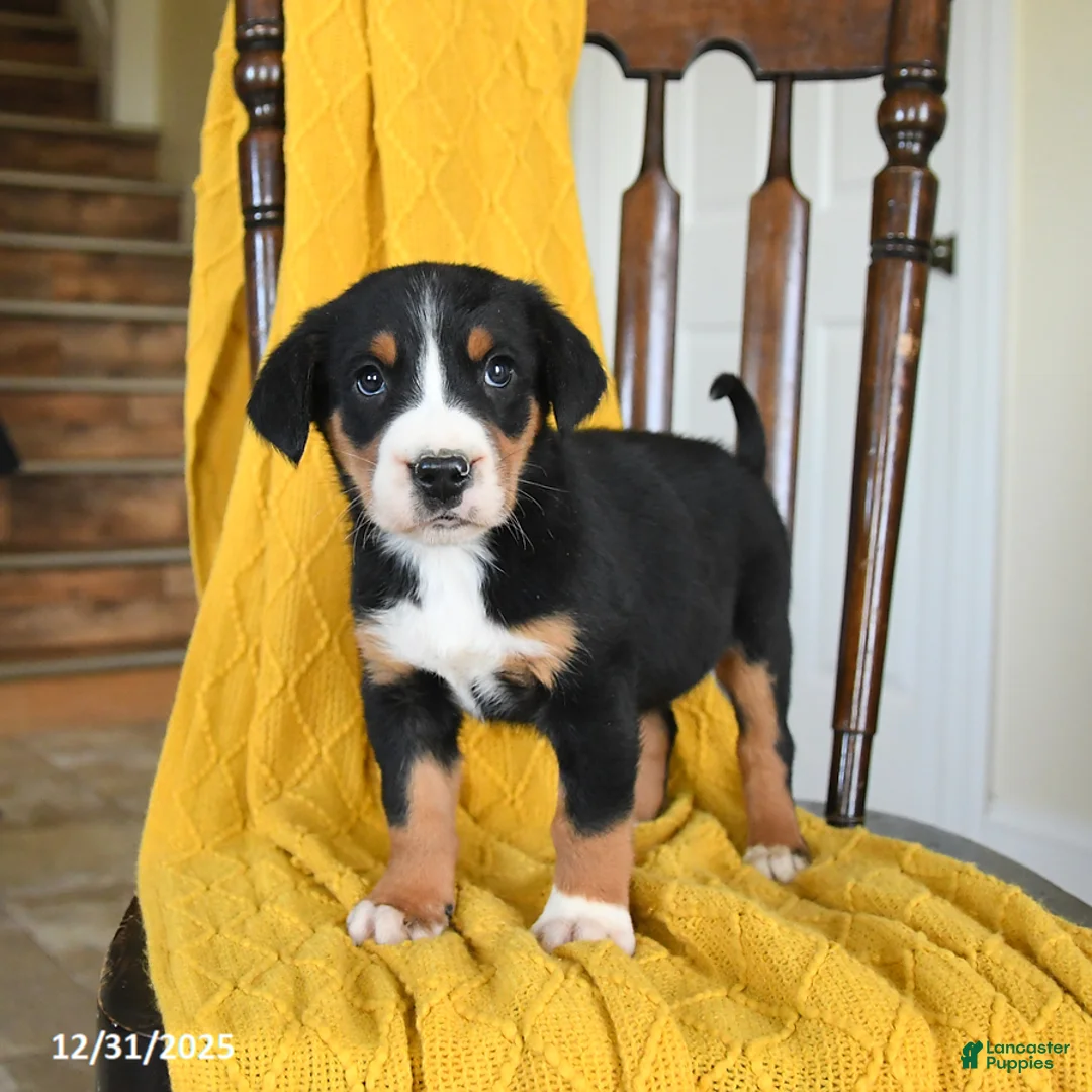 Greater Swiss Mountain Dog dogs for sale: Vanilla - Ad 3