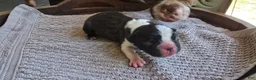 Boston Terrier dogs for sale: Boston Terrier Puppy 1 - Ad 9