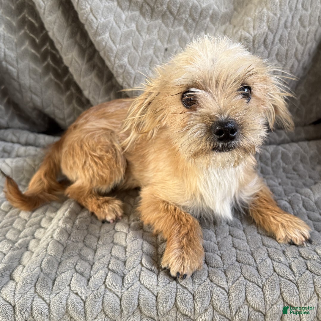 Morkie dogs for sale: Jasper  - Ad 2