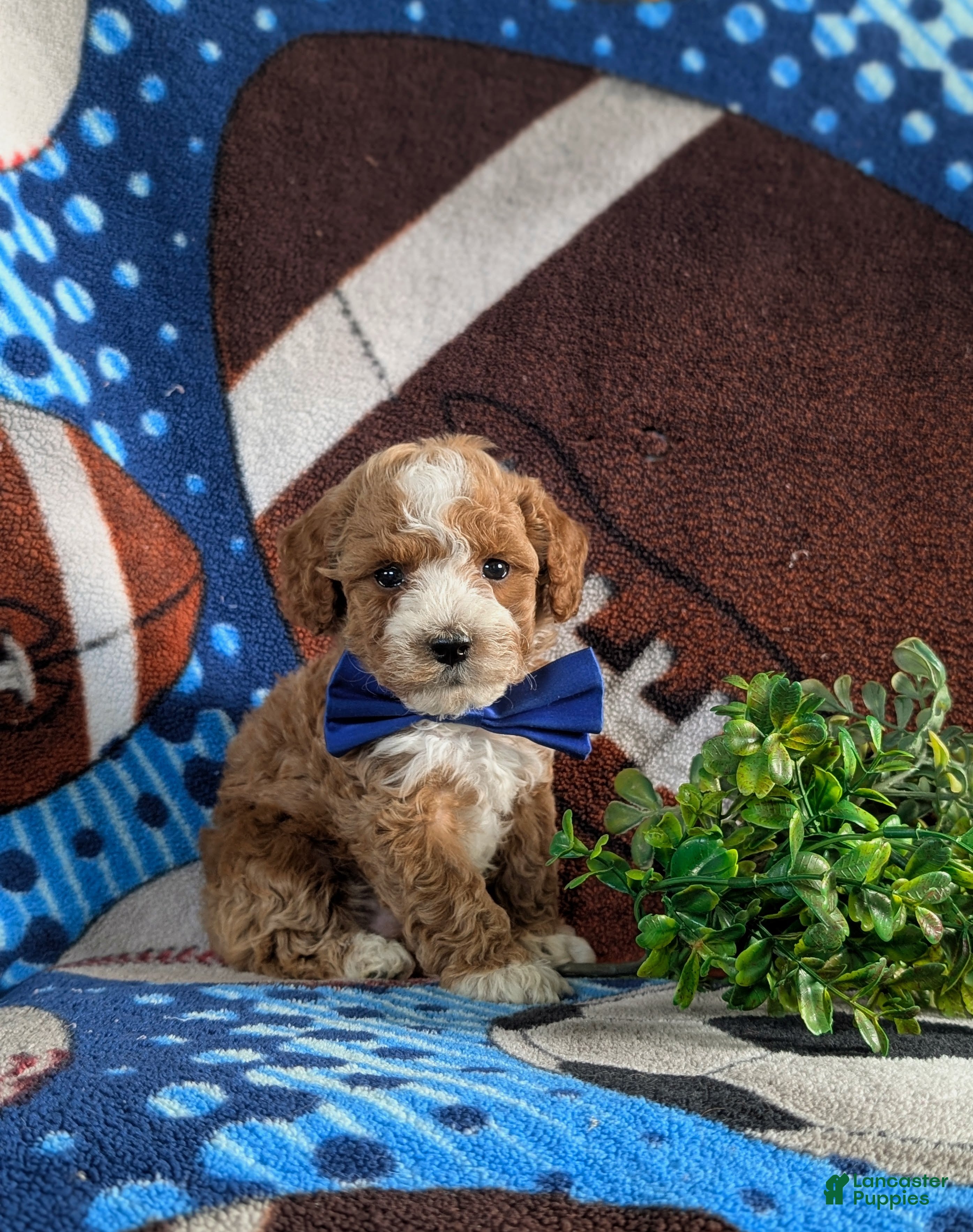 Bichpoo dogs for sale: Paxton 9 lbs Full Grown - Ad 4