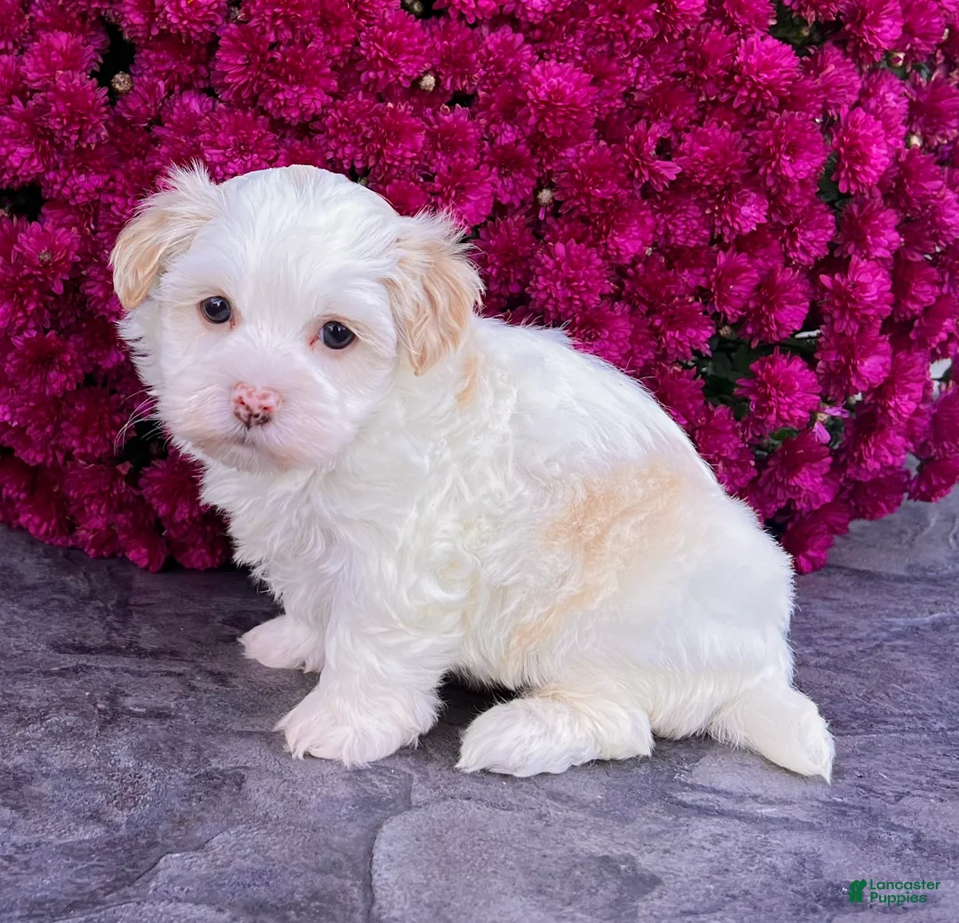 Havanese dogs for sale: Dixie - Ad 5