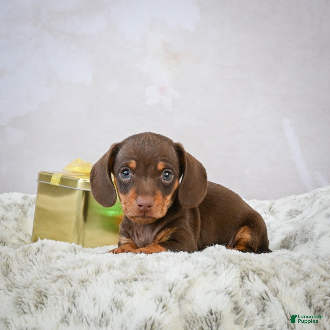 Miniature Dachshund dogs for sale: Peanut - Ad 2
