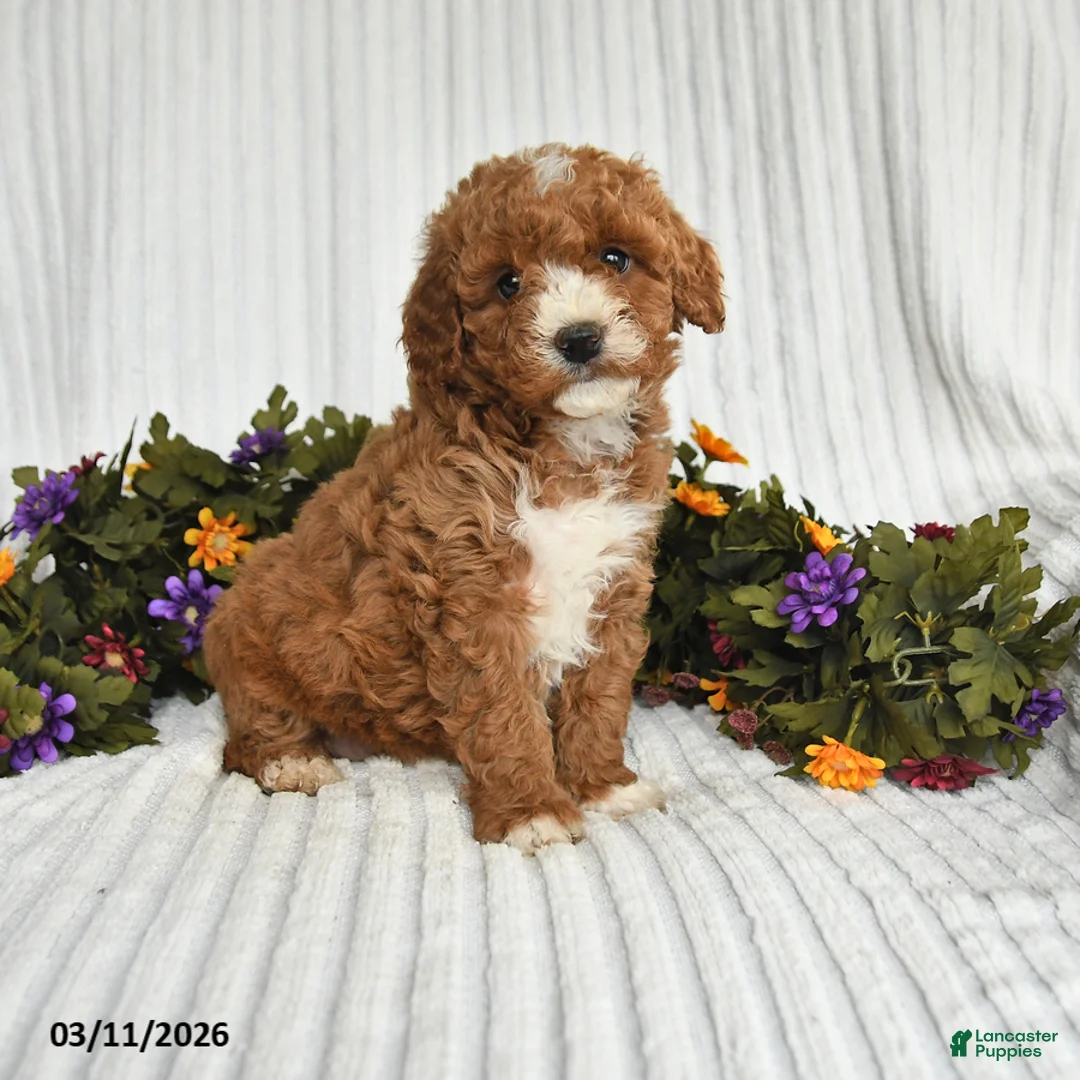 Mixed Breed dogs for sale: Polyanna - Ad 1