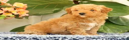 Mini Goldendoodle dogs for sale: Clark - Ad 5