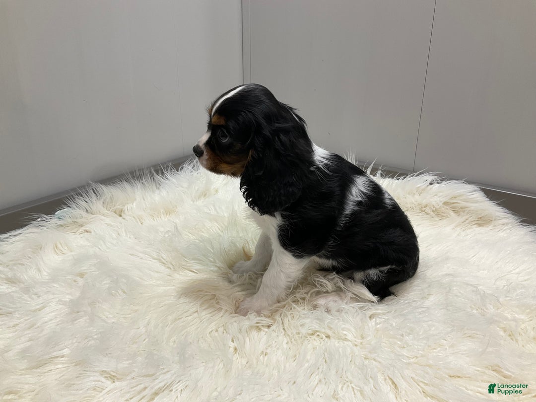 Cavalier King Charles Spaniel litter of puppies for sale in