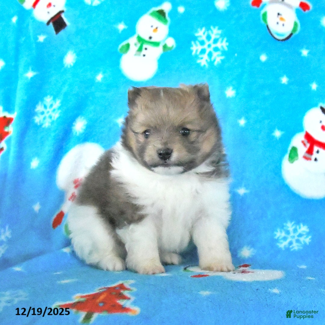 Pomeranian dogs for sale: Tootsie - Ad 3