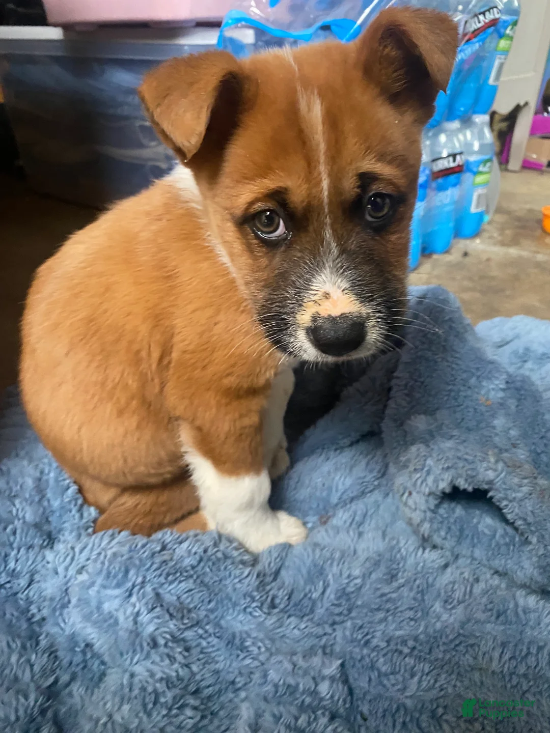 Mixed Breed dogs for sale: Mixed Breed Puppy 1 - Ad 3