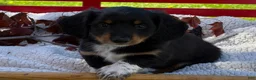 Miniature Dachshund dogs for sale: Baxter - Ad 9