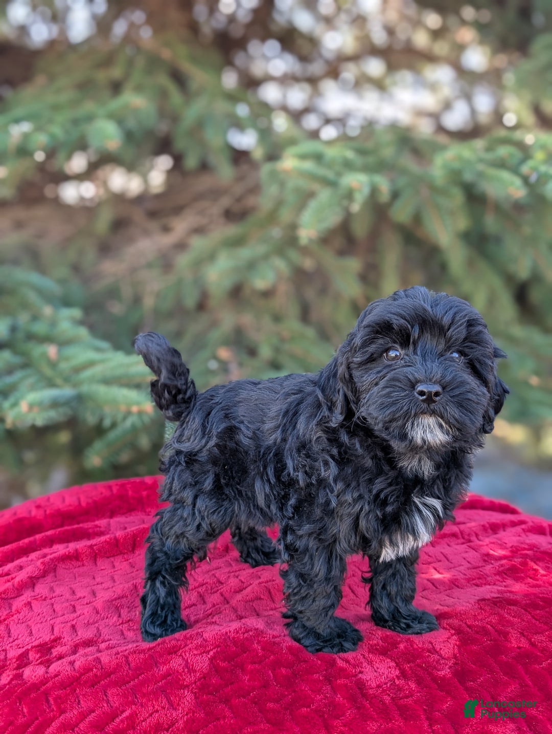 Shihpoo dogs for sale: Whinny  - Ad 5