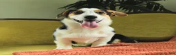 Welsh Corgi Pembroke dogs for sale: Tiffany - Ad 4