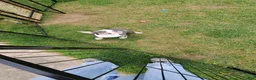 American Bully dogs for sale: American Bully 3 - Ad 7