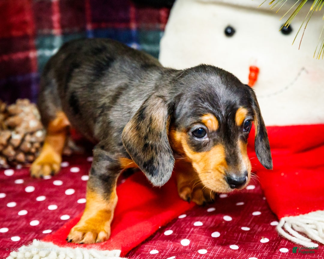 Miniature Dachshund dogs for sale: Stevie - Ad 2
