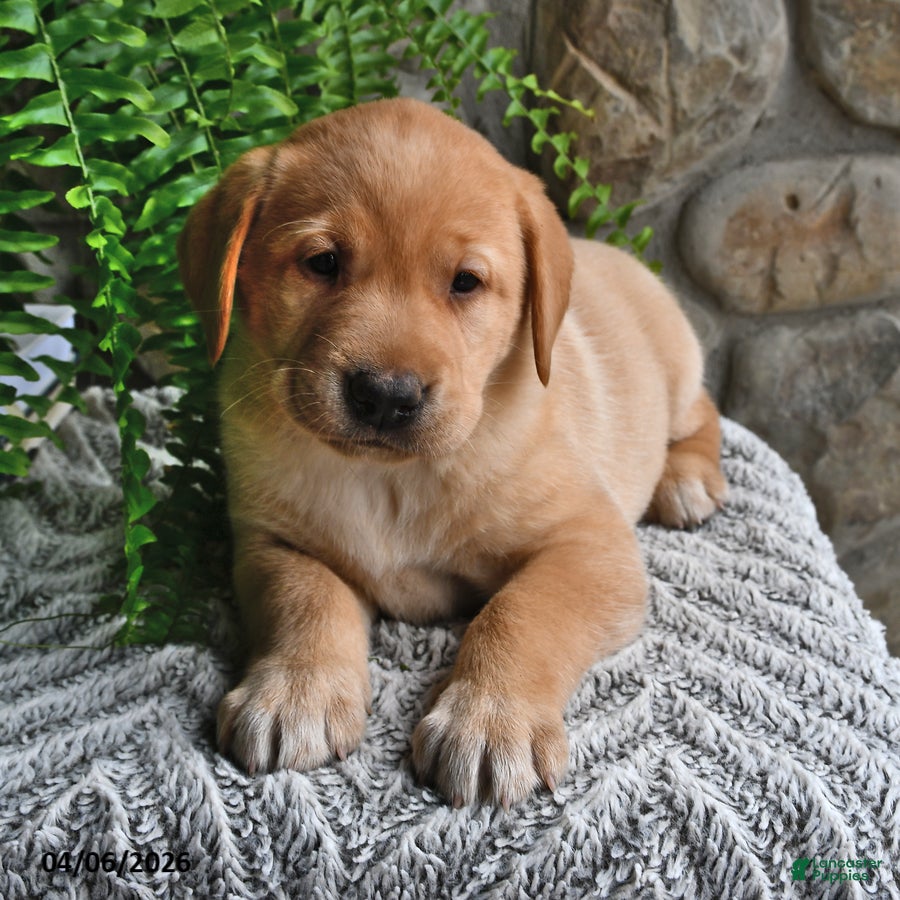 Labrador Retriever dogs Hazel - Ad 1