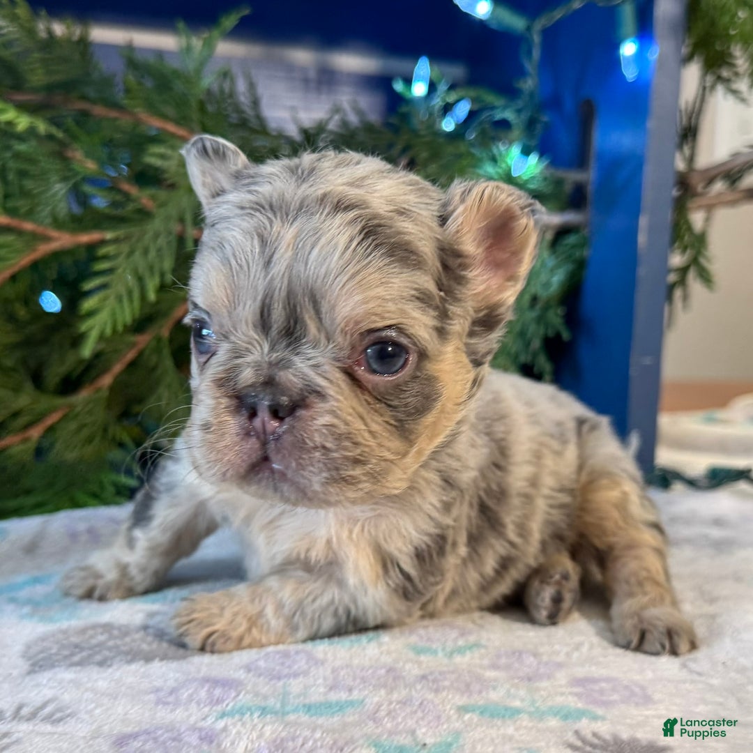 French Bulldog dogs for sale: Duke - Ad 3