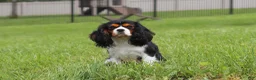 Cavalier King Charles Spaniel dogs for sale: Banks - Ad 13