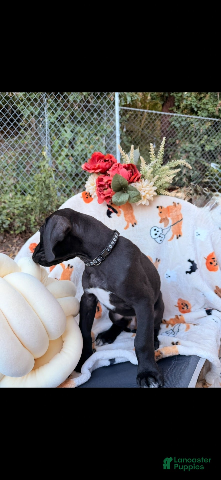 Great Dane dogs Great Dane 6 - Ad 6