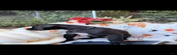 Great Dane dogs for sale: Great Dane 6 - Ad 1